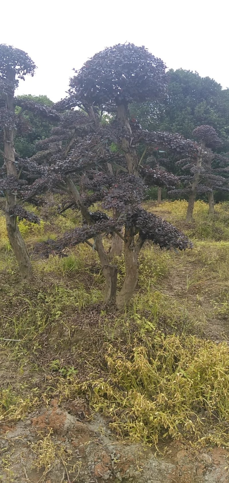 红继木造型桩景基地直销