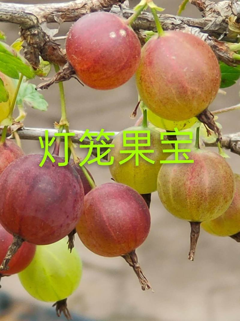 灯笼果，灯笼果苗，批发各种灯笼果苗批发灯笼果，