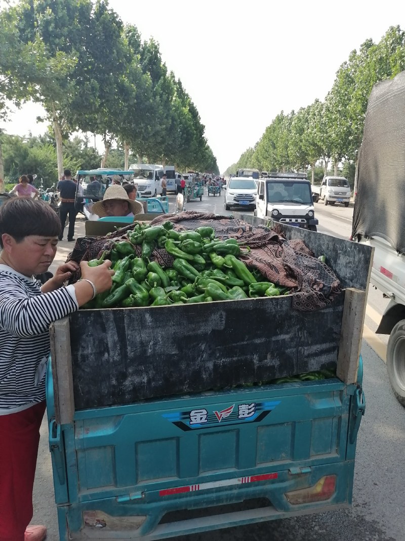 郑州中牟青皮椒，黄皮辣椒，泡椒大量上市