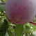 中华李子，贛县李子口感清甜