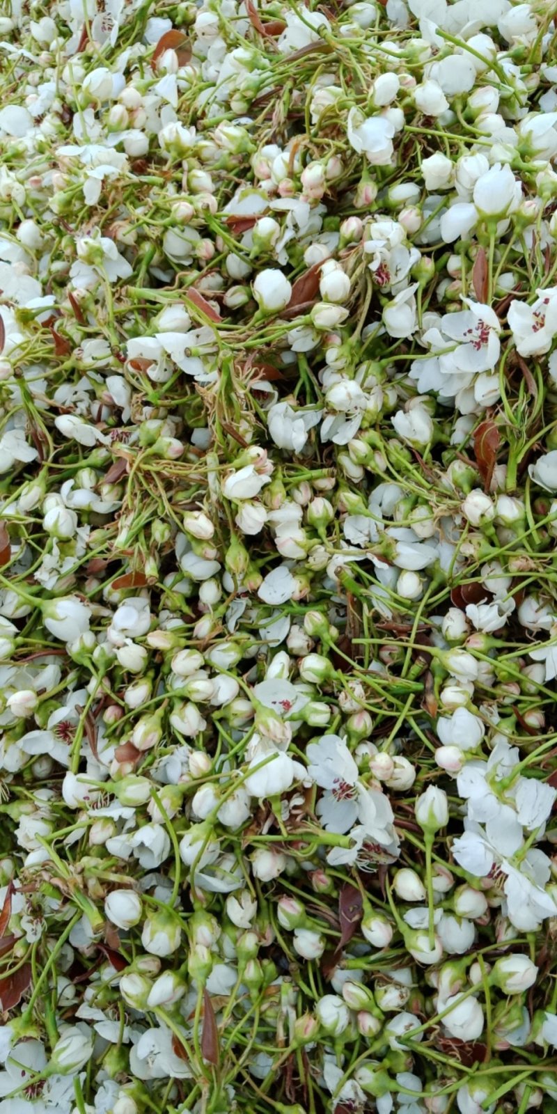 库尔勒香梨授粉，鸭梨花粉雪梨花粉，传统老梨树制粉质量保证