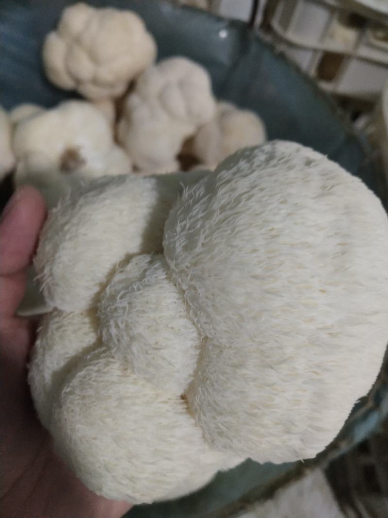 鲜猴头菇蘑菇东北食用菌有机绿色双认证基地直供