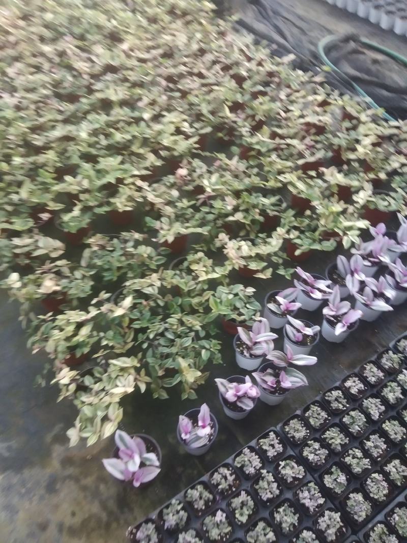 油画婚礼吊兰锦，基地自产一手货源，质量保障