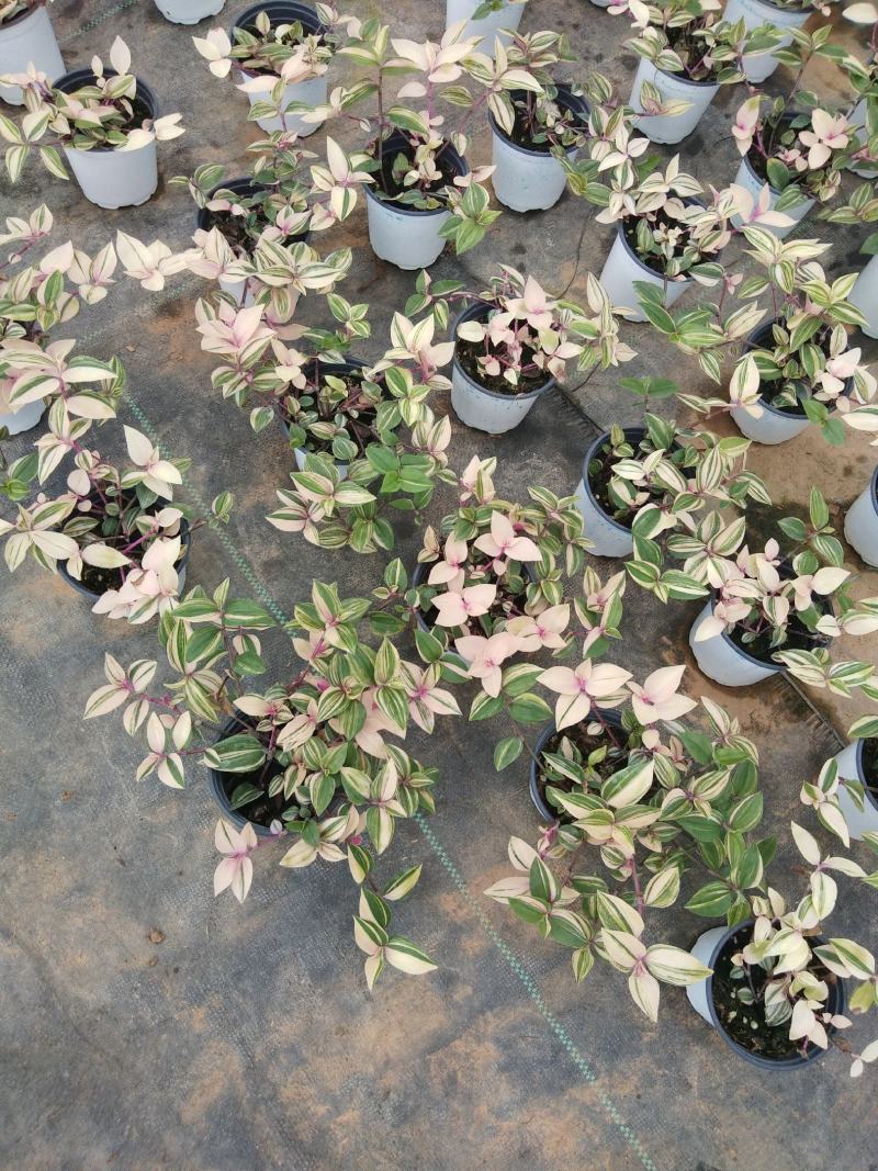 婚礼吊兰锦，基地自产一手货源，质量保障，信誉第一