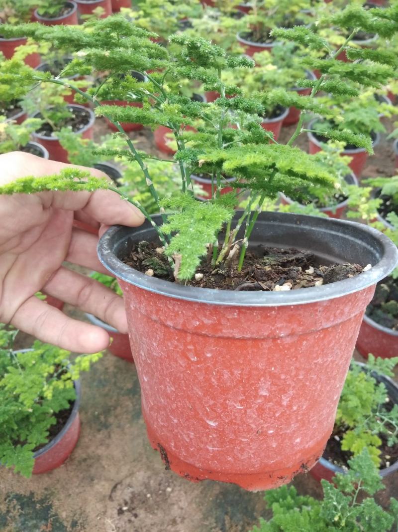 花卉盆景，质量保障，价格美丽。大量现货，一手货源