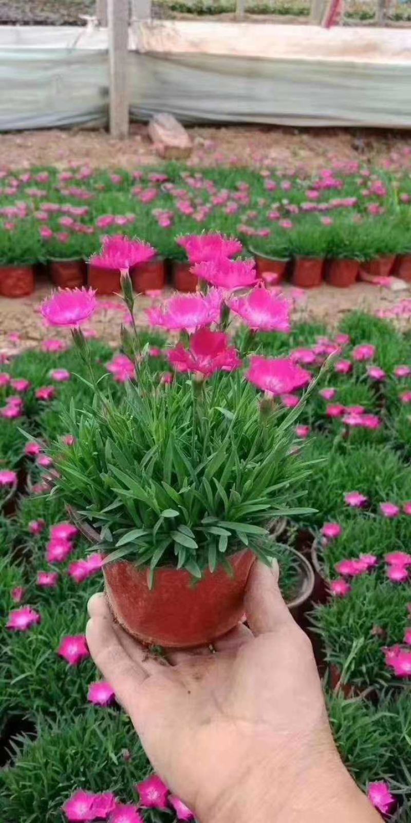 欧石竹，基地自产一手货源，质量保障，信誉第一