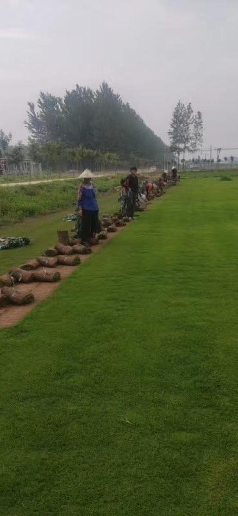 万亩基地出售足方四季青草坪，百慕大草坪，果岭草，剪股颖草