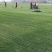万亩基地出售足方四季青草坪，百慕大草坪，果岭草，剪股颖草