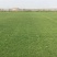 万亩基地出售足方四季青草坪，百慕大草坪，果岭草，剪股颖草