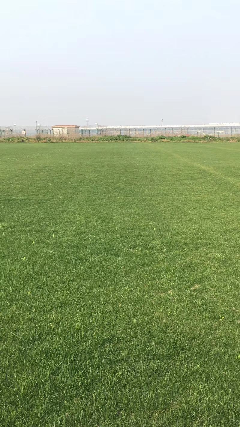 万亩基地出售足方四季青草坪，百慕大草坪，果岭草，剪股颖草