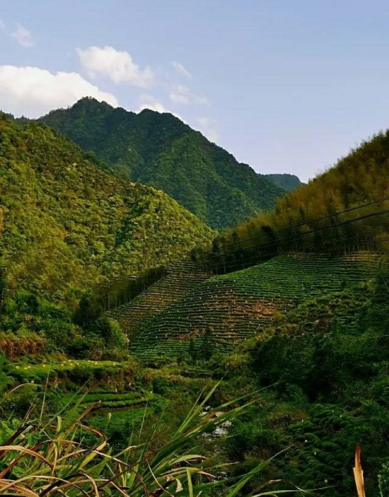 安徽高山炒青产地直销