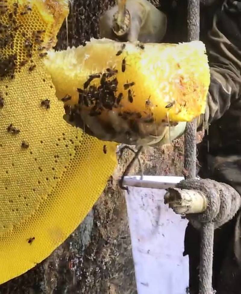 缅甸森林大挂金黄色野蜂蜜