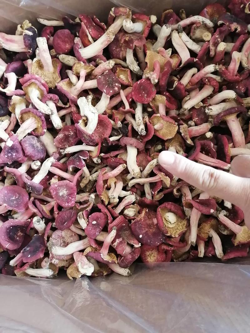 野生红菇食用菌营养丰富物美价廉