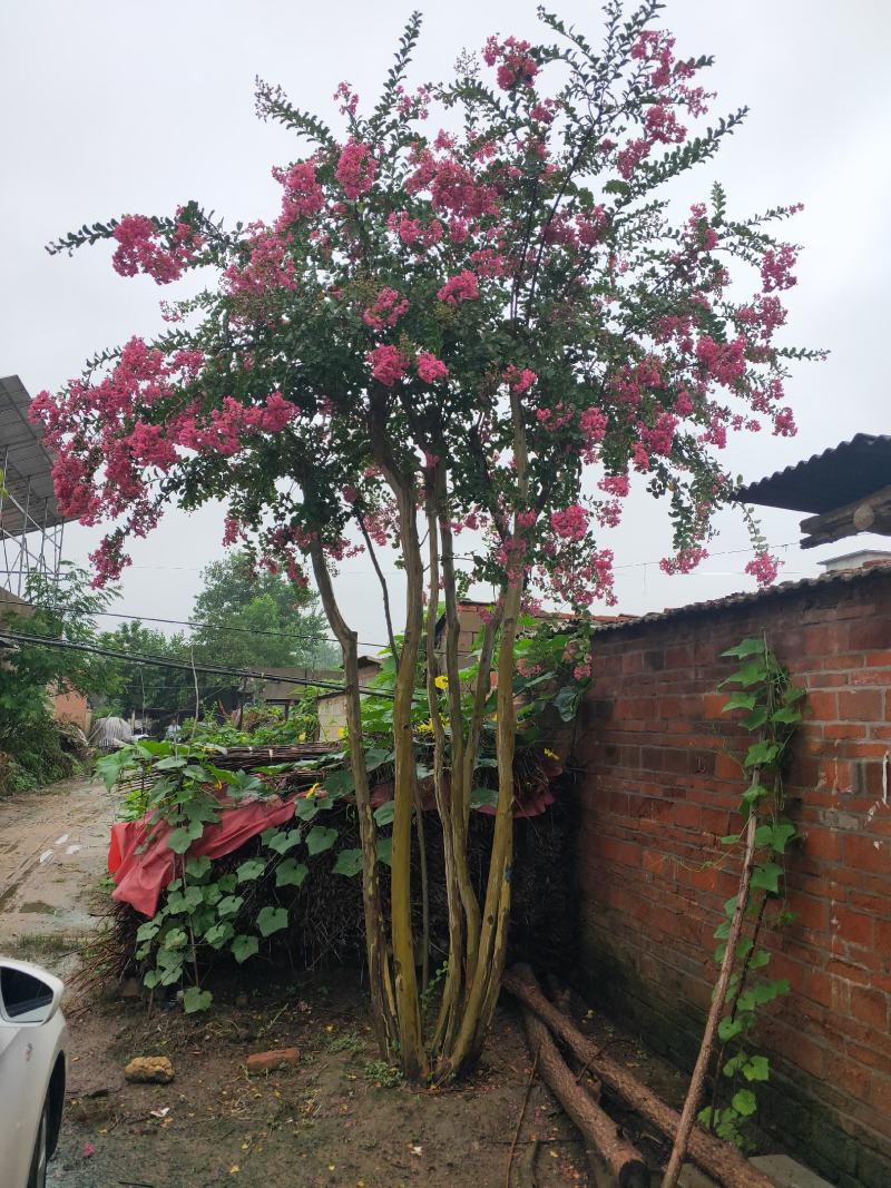 大规格丛生紫薇有意出售，70年树龄，树型优美