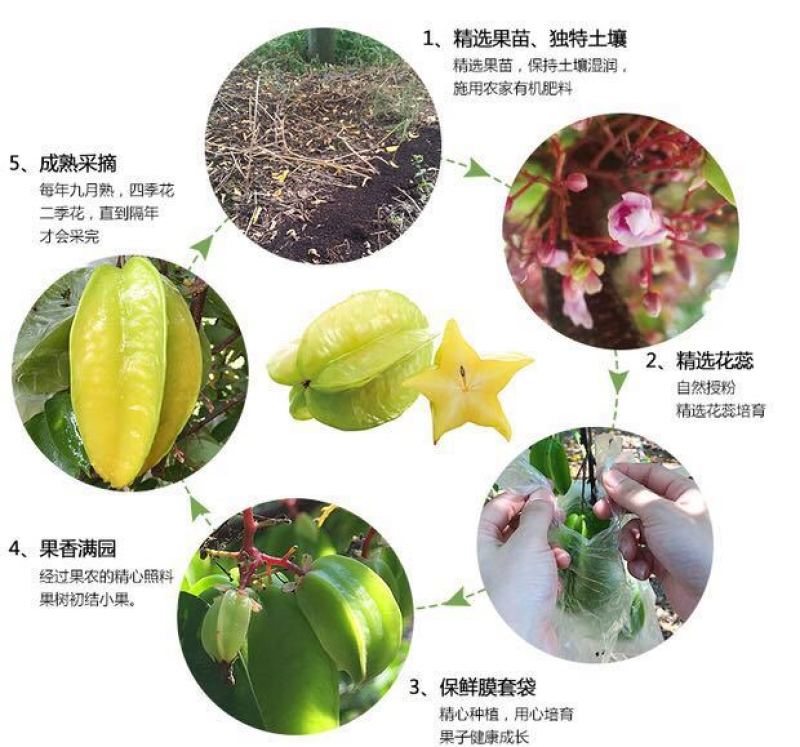 新鲜杨桃热带水果现摘现发男女老少皆宜长痘痘喜欢吃杨桃