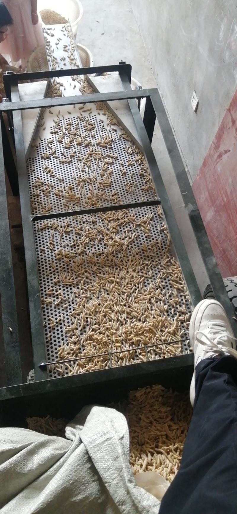 麦冬产地直销支持线上保障交易，看的起的老板联系