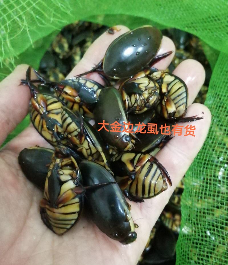 金边龙虱射尿龟水蟑螂产地直供活体速冻中号大号金边都有货
