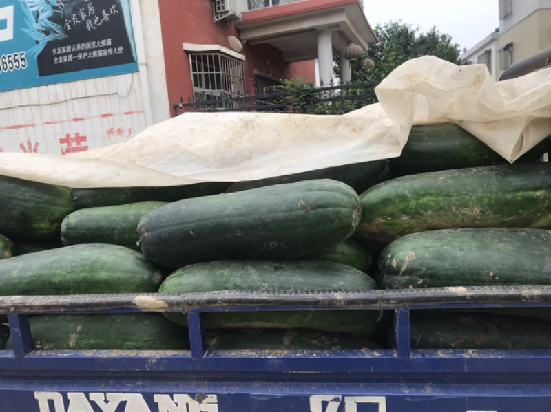 黑皮冬瓜，吊冬瓜基地直供，诚信经营基地供应