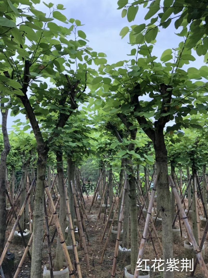 市政苗木红花紫荆苗5至15公分