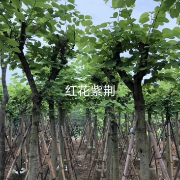 市政苗木红花紫荆苗5至15公分