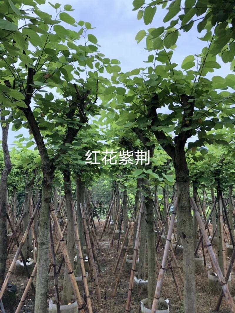 市政苗木红花紫荆苗5至15公分