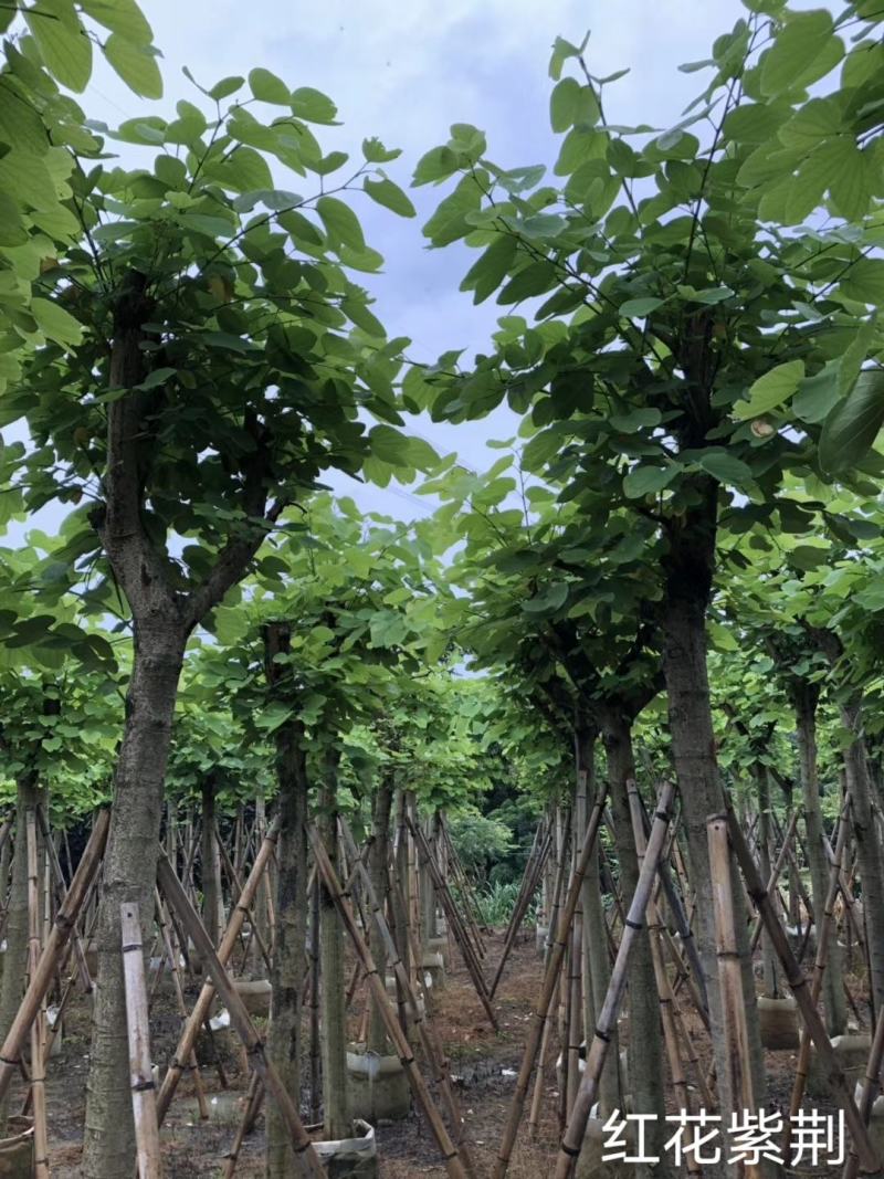 市政苗木红花紫荆苗5至15公分