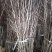 枣树苗50~80cm，冬枣树苗，产地直销。