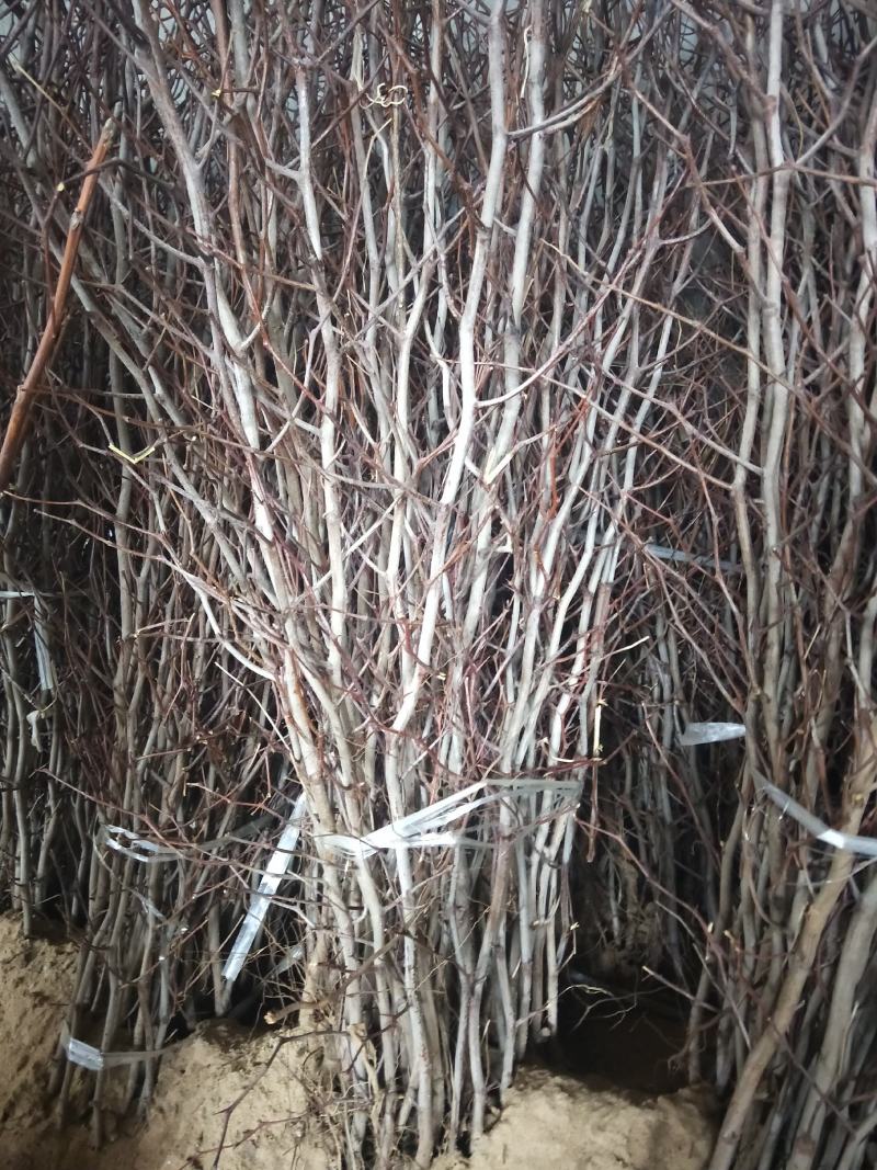 枣树苗50~80cm，冬枣树苗，产地直销。