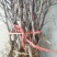 枣树苗50~80cm，冬枣树苗，产地直销。