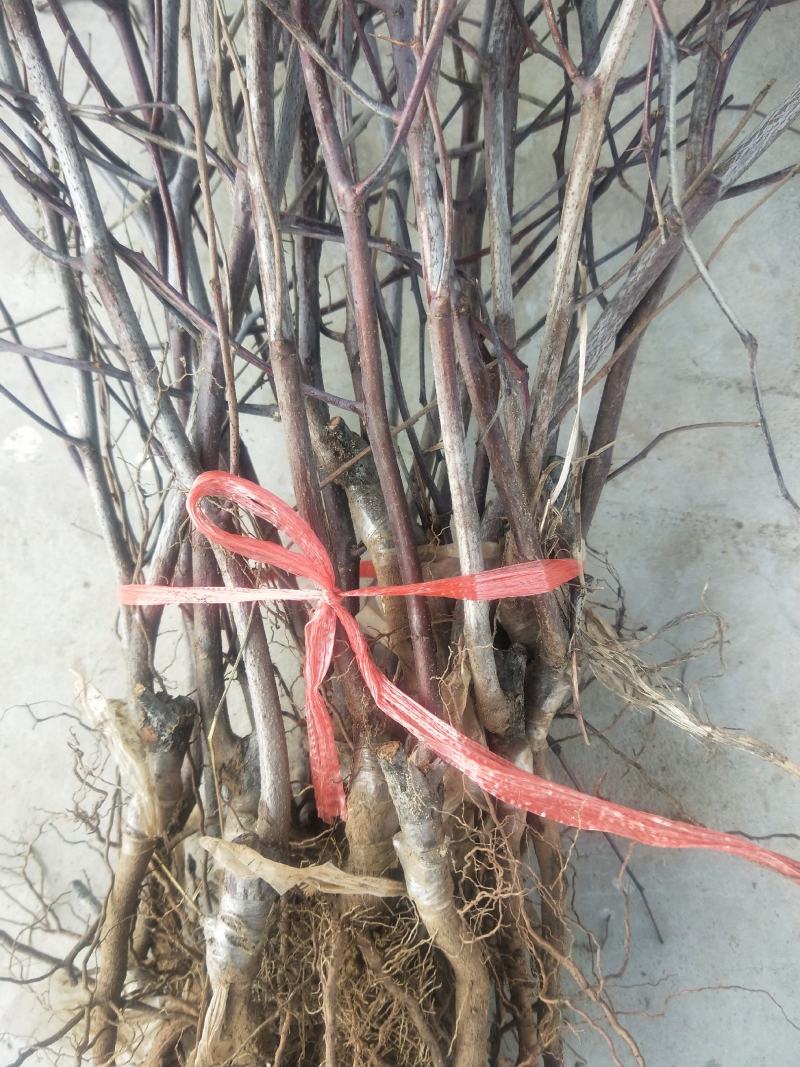 枣树苗50~80cm，冬枣树苗，产地直销。
