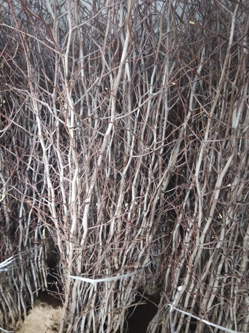 枣树苗50~80cm，冬枣树苗，产地直销。