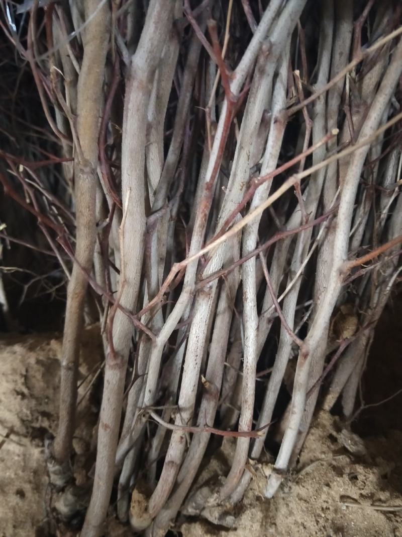 枣树苗50~80cm，冬枣树苗，产地直销。