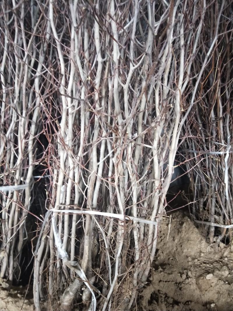 枣树苗50~80cm，冬枣树苗，产地直销。