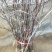 枣树苗50~80cm，冬枣树苗，产地直销。