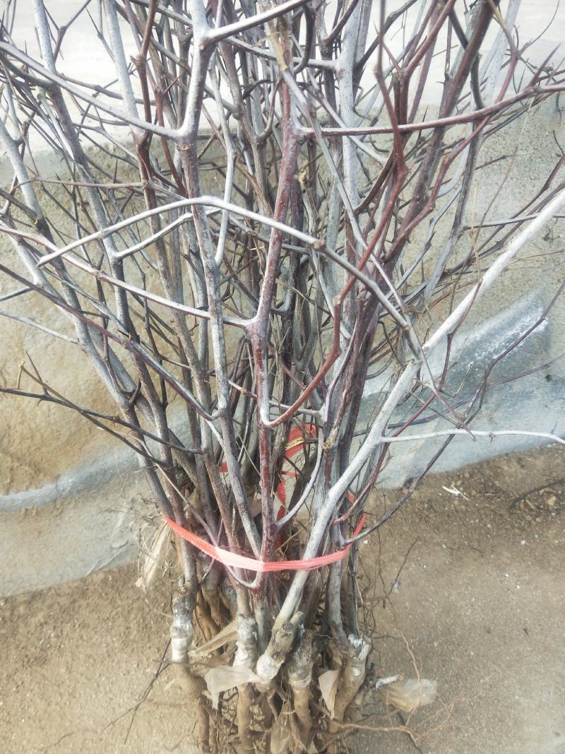 枣树苗50~80cm，冬枣树苗，产地直销。