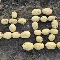 尤金885土豆，七月二十日上市，质量保证可发全国