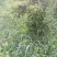 茶花，四级茶花，大量杆子1/5公分高度1/2米带花苞