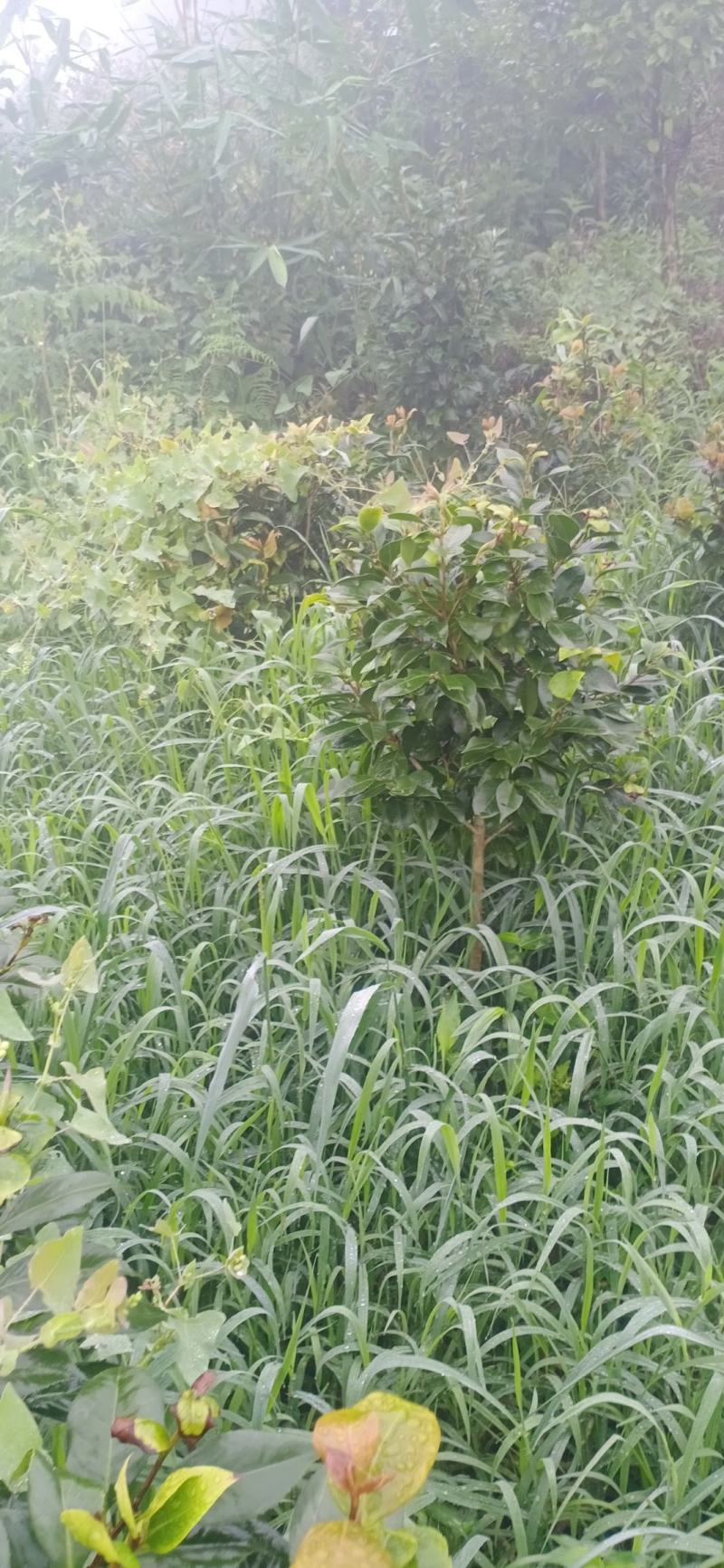 茶花，四级茶花，大量杆子1/5公分高度1/2米带花苞