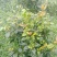 茶花，四级茶花，大量杆子1/5公分高度1/2米带花苞