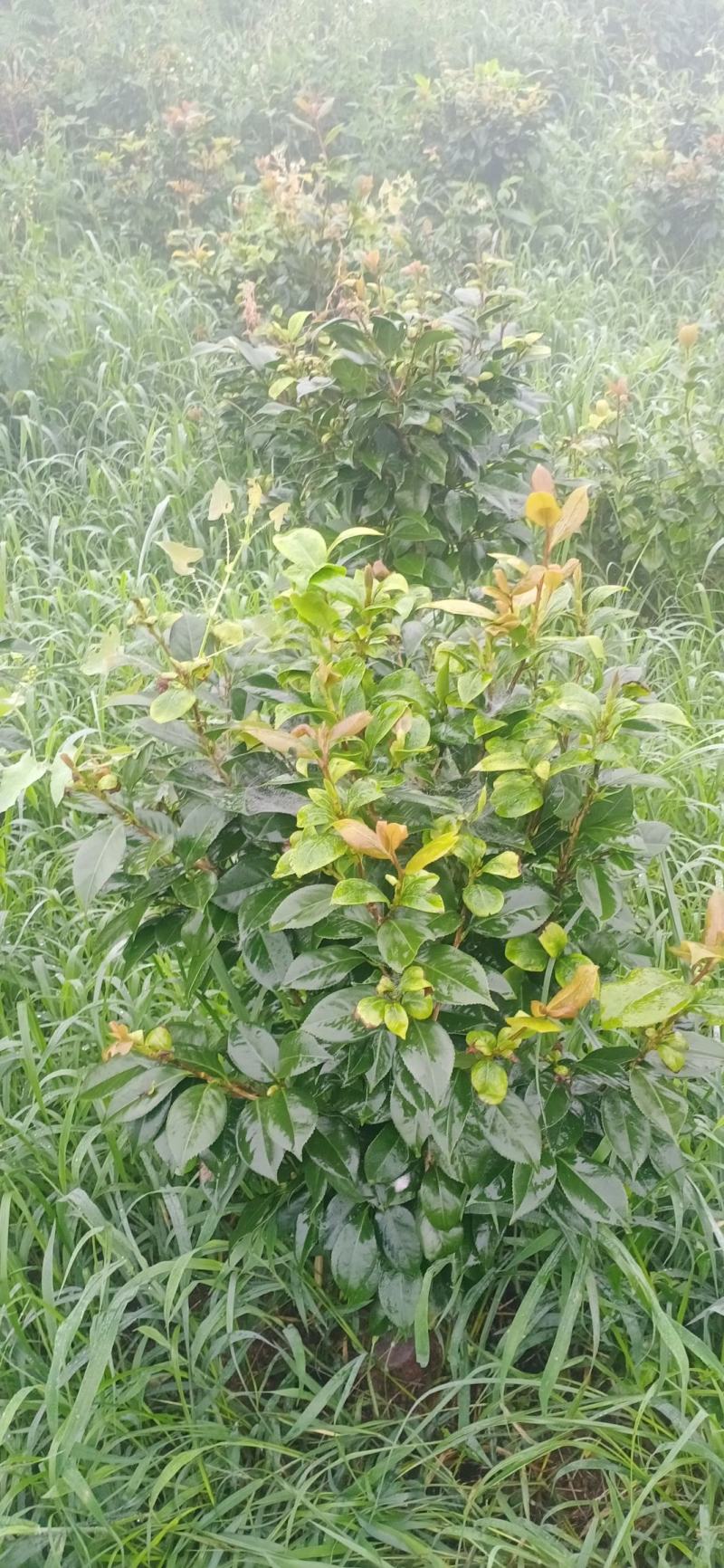 茶花，四级茶花，大量杆子1/5公分高度1/2米带花苞