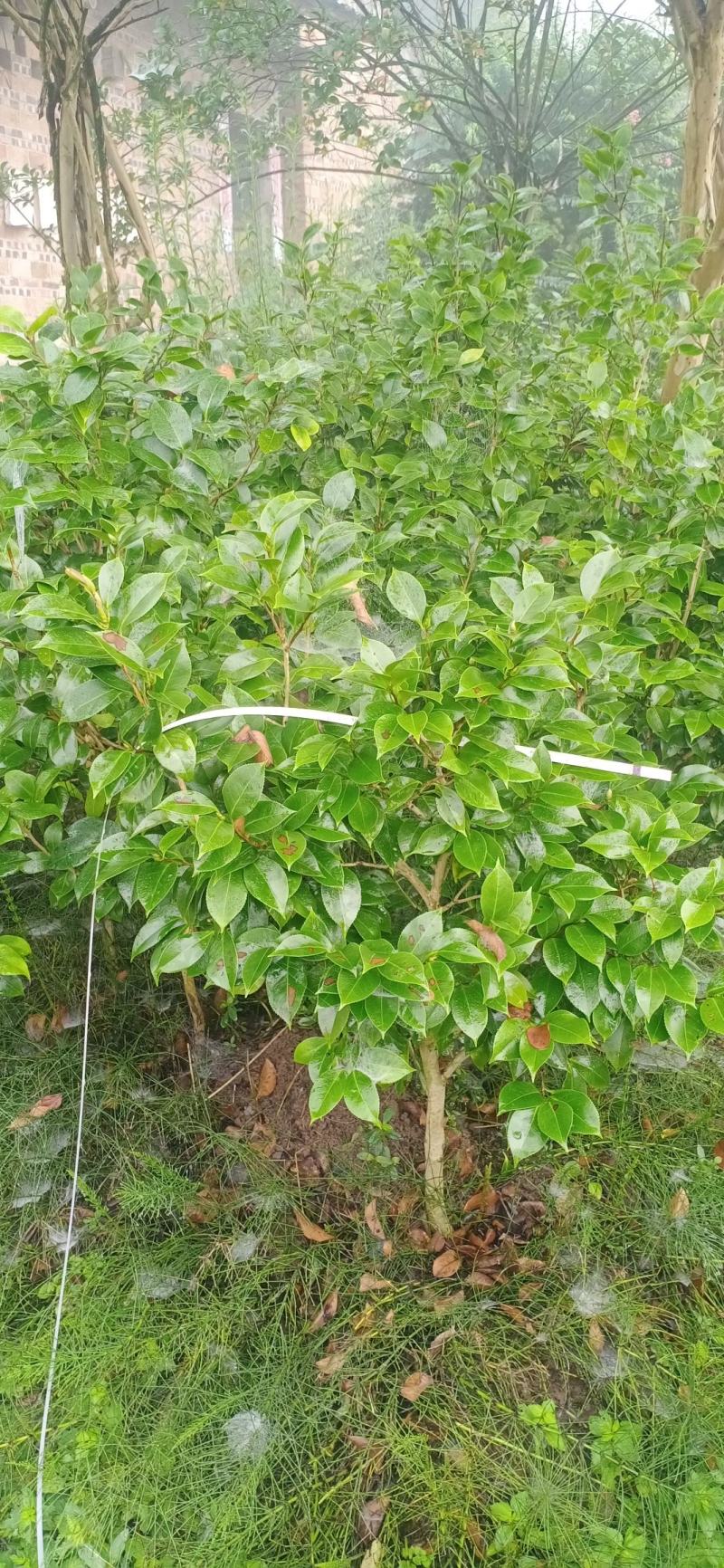 茶花，四级茶花，大量杆子1/5公分高度1/2米带花苞