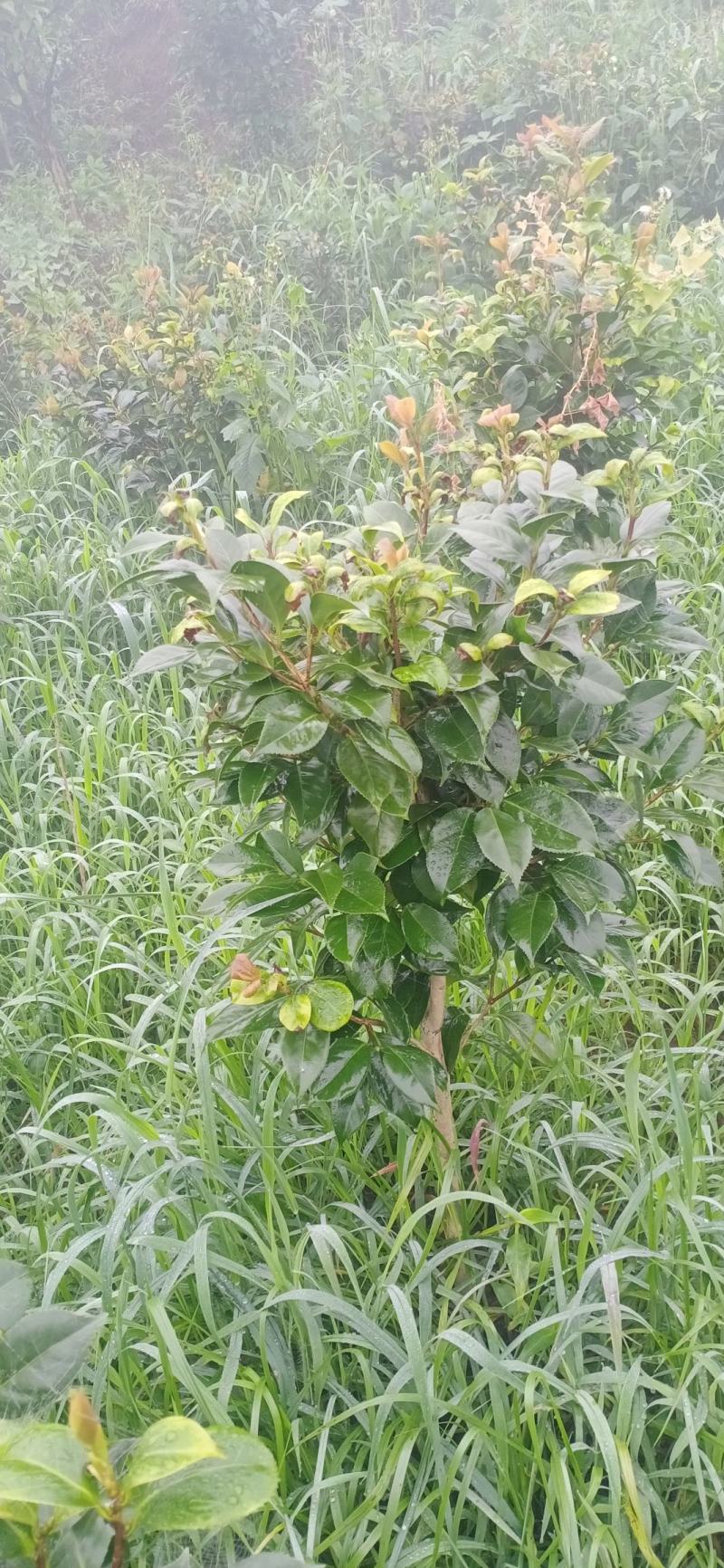 茶花，四级茶花，大量杆子1/5公分高度1/2米带花苞