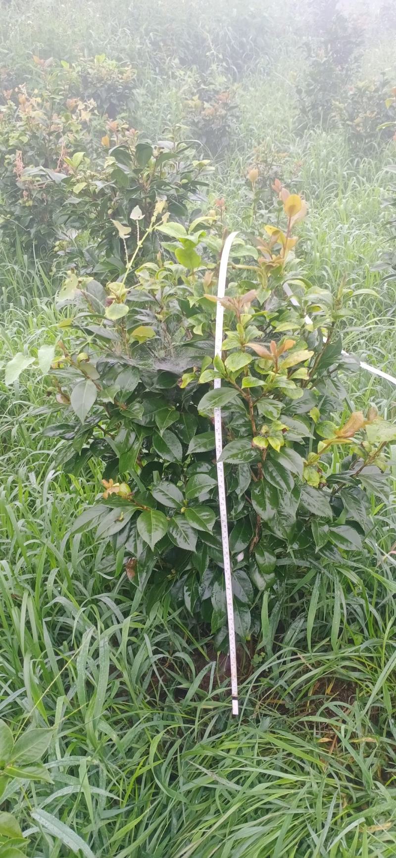 茶花，四级茶花，大量杆子1/5公分高度1/2米带花苞