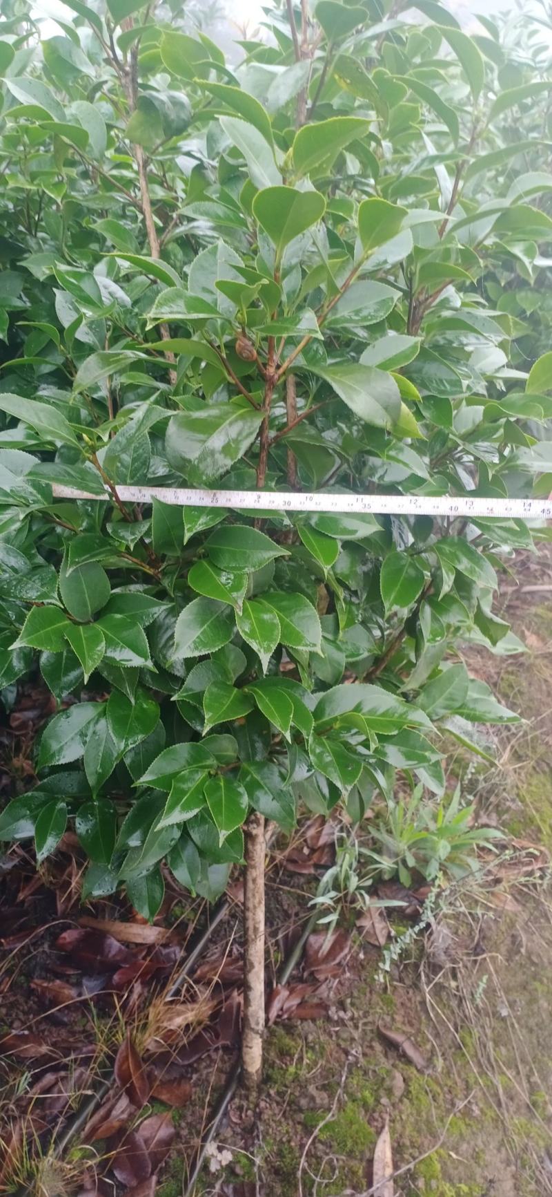 茶花，四级茶花，大量杆子1/5公分高度1/2米带花苞