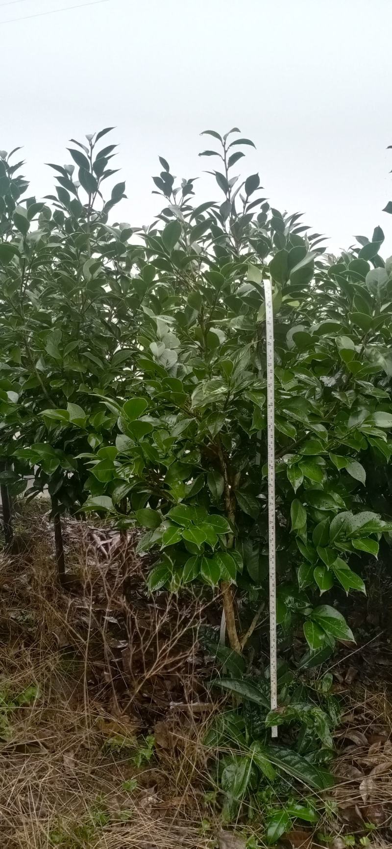 茶花，四级茶花，大量杆子1/5公分高度1/2米带花苞