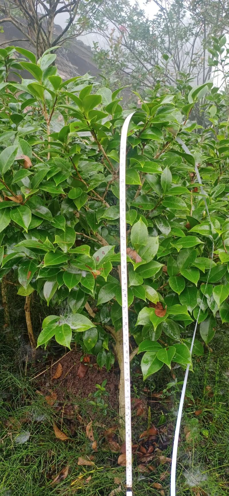 茶花，四级茶花，大量杆子1/5公分高度1/2米带花苞