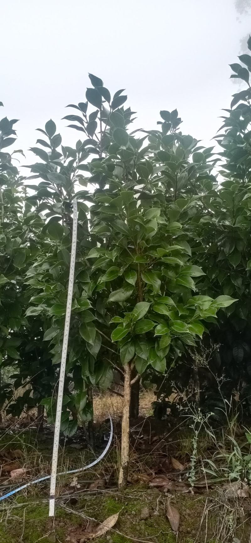 茶花，四级茶花，大量杆子1/5公分高度1/2米带花苞