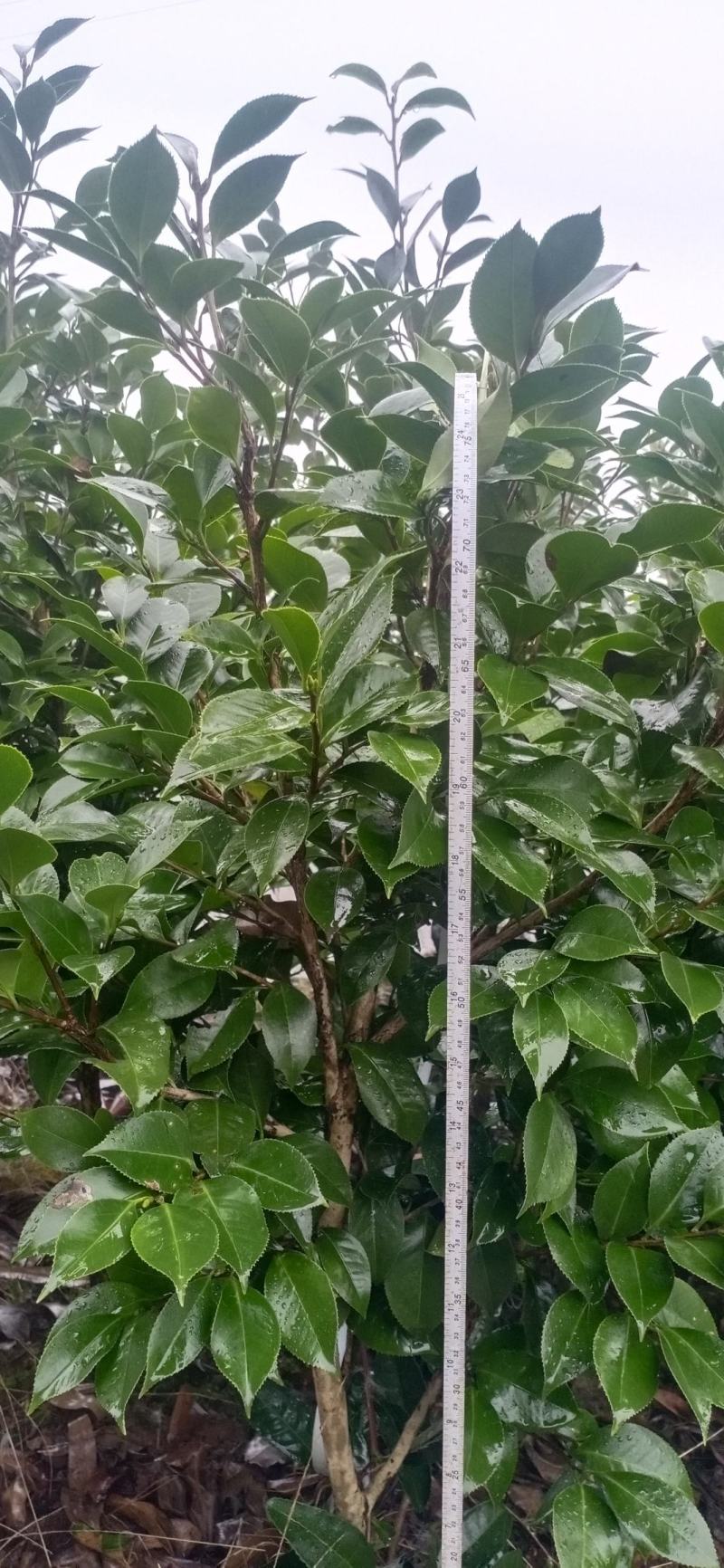 茶花，四级茶花，大量杆子1/5公分高度1/2米带花苞