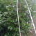 茶花，四级茶花，大量杆子1/5公分高度1/2米带花苞
