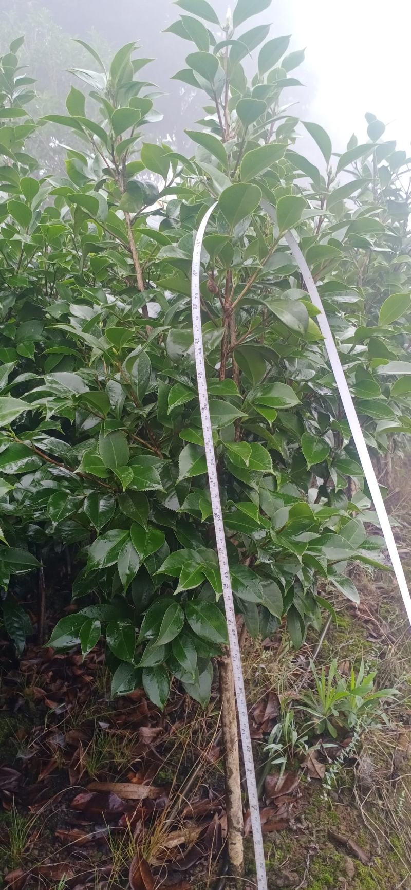 茶花，四级茶花，大量杆子1/5公分高度1/2米带花苞